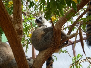 Lemur surveying the scene