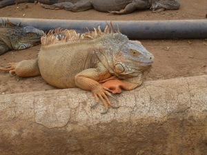 I'm just one handsome iguana!